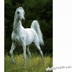 تابلو فرش دستباف ابریشمی 